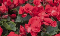 /album/exterior/begonia-44675-jpg/