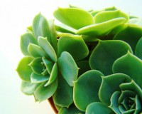 /album/exterior/echeveria-glauca-01-jpg/