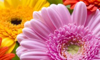 /album/exterior/gerbera-42121-jpg/