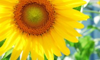 /album/exterior/girassol-flor-7909-jpg/