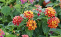 /album/exterior/lantana-chorao-44679-jpg/