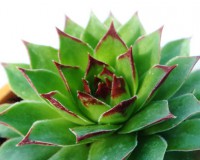 /album/exterior/sempervivum-calcareum-01-jpg/