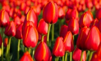 /album/exterior/tulipa-44680-jpg/