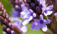 /album/exterior/verbena-planta-flor-7472-jpg/