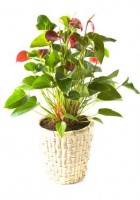 /album/interior/anturio-plantas-ambientes-fechados-jpg/