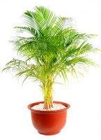 /album/interior/areca-plantas-ambientes-fechados-jpg/