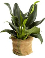 /album/interior/babosa-plantas-ambientes-fechados-jpg/