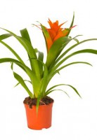 /album/interior/bromelia-plantas-ambientes-fechados-jpg/