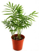 /album/interior/camaedorea-plantas-ambientes-fechados-jpg/