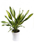 /album/interior/dracena-plantas-ambientes-fechados-jpg/