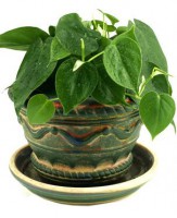 /album/interior/filodendro-plantas-ambientes-fechados-jpg/