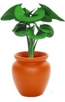 /album/interior/licuala-plantas-ambientes-fechados-jpg/