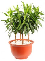 /album/interior/pleomele-plantas-ambientes-fechados-jpg/