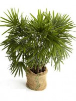 /album/interior/rafis-plantas-ambientes-fechados-jpg/