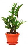 /album/interior/zamioculca-plantas-ambientes-fechados-jpg/