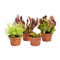 /album/exterior/gronskan-planta-0159333-pe315852-s4-jpg/